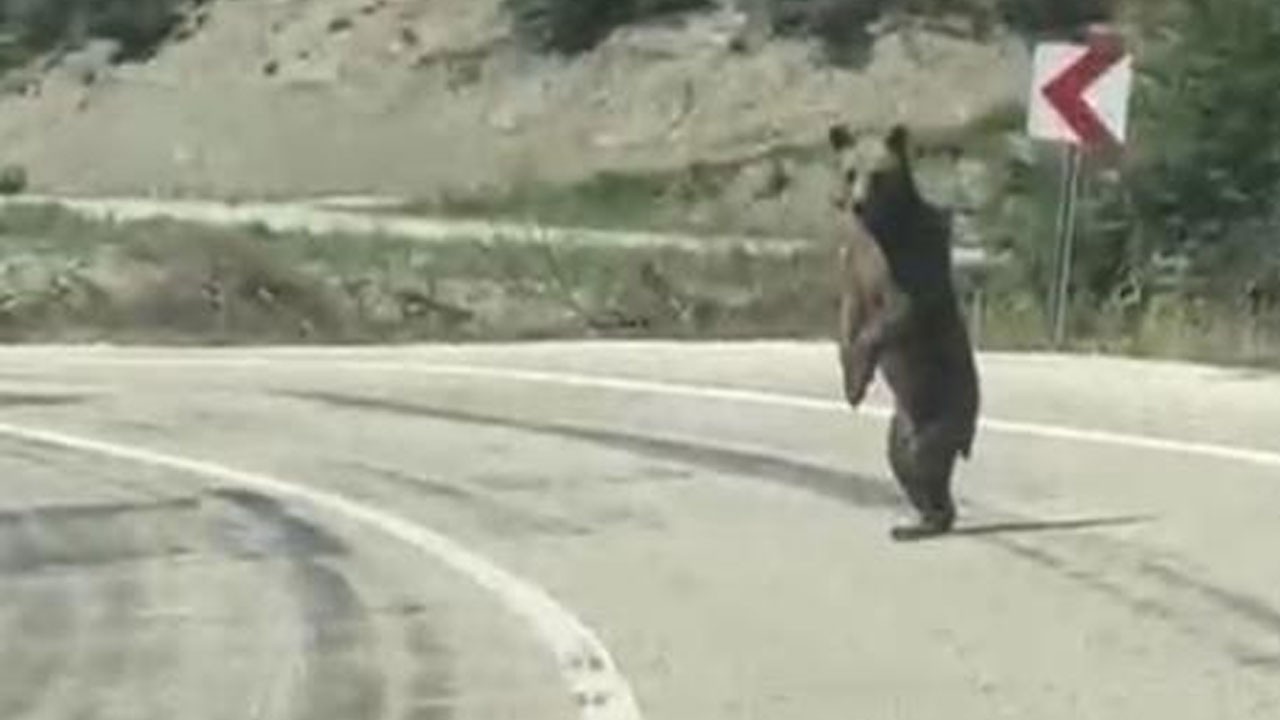 Bolu’da karayoluna çıkan ayı panikleyerek kaçtı