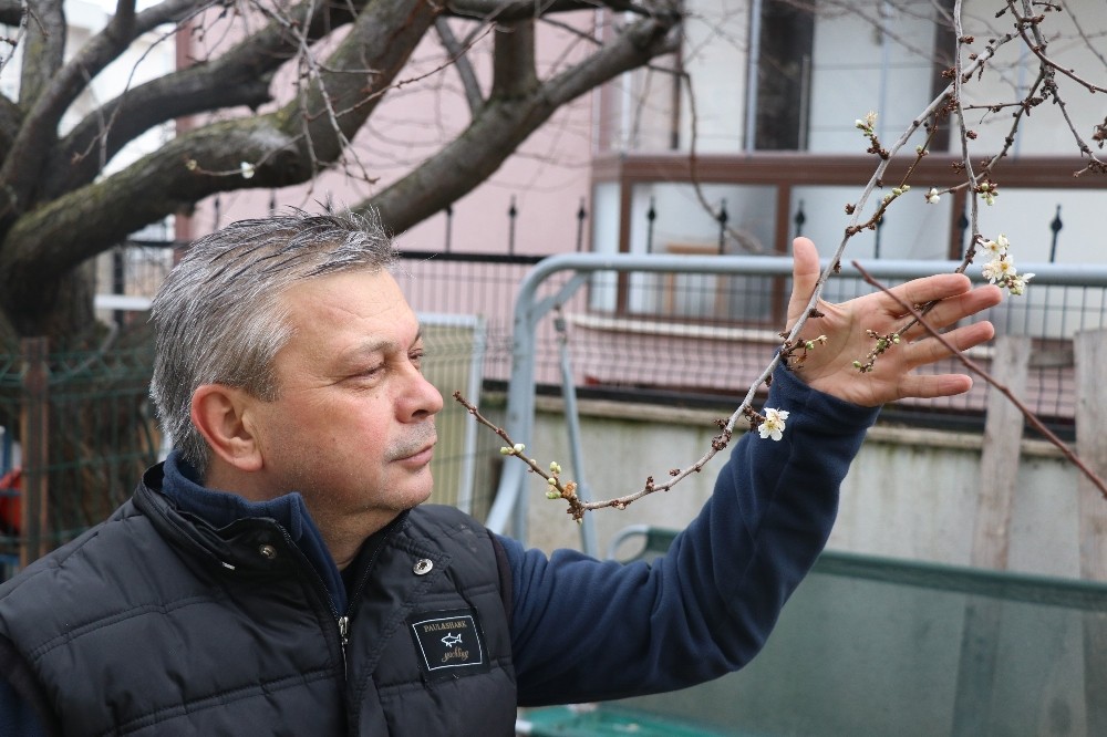 Bolu’da, kış mevsiminde ağaçlar çiçek açtı 
