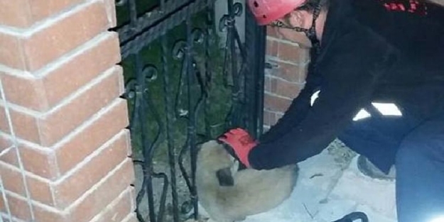 Bolu'da köpek parmaklıklara sıkıştı