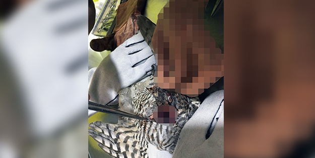 Bolu'da kursağı yırtılan atmaca tedavi edildi