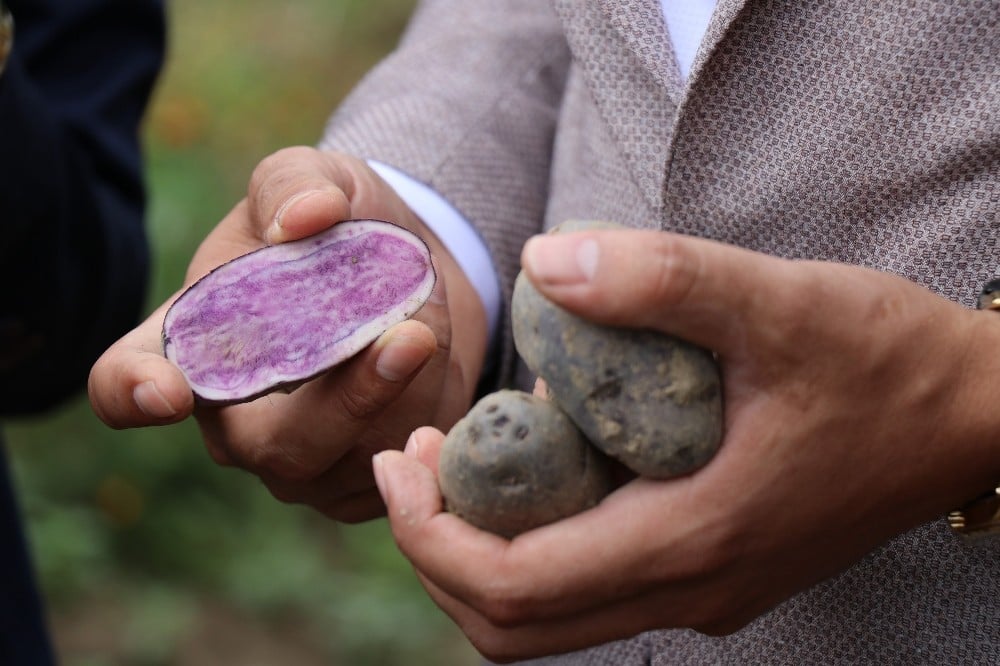 Bolu’da obezite, kanser düşmanı mor patates ilk kez topraktan çıkarıldı 