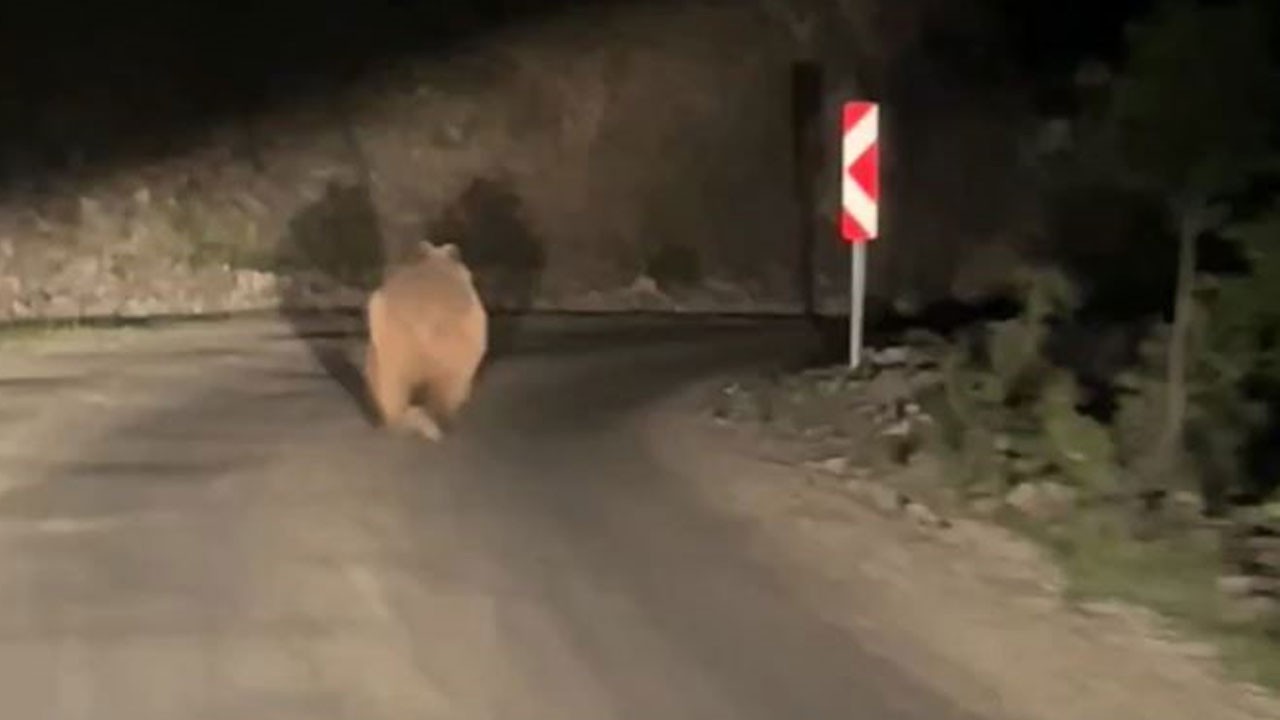 Bolu’da otomobili gören ayı korkup kaçtı! O anlar kamerada