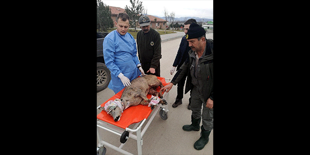 Bolu'da otomobilin çarptığı karaca tedaviye alındı