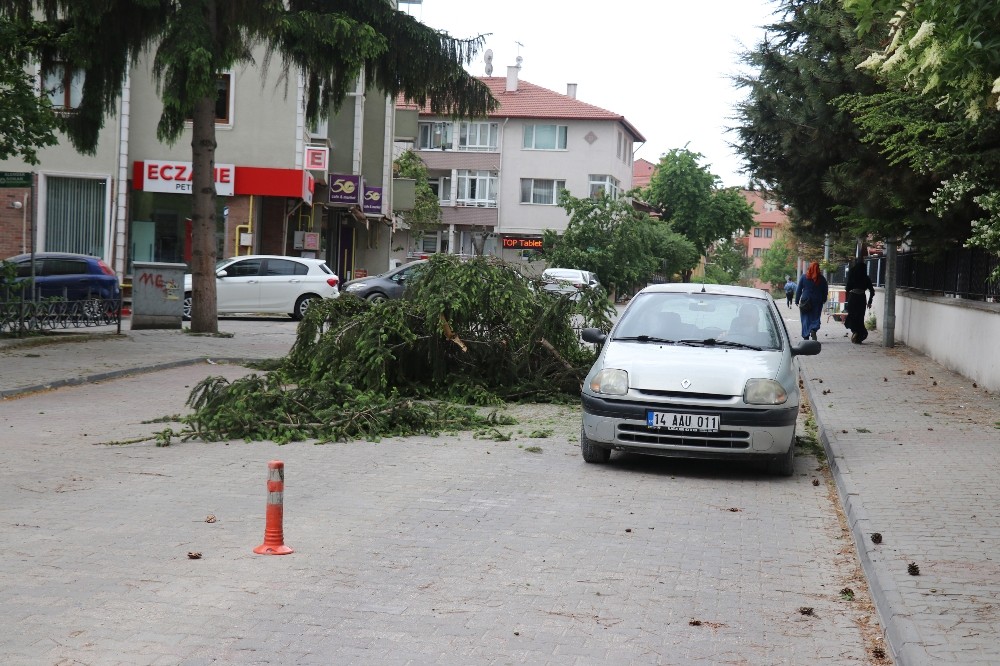 Bolu’da, şiddetli rüzgar 15 metrelik ağacın üst kısmını yola devirdi 