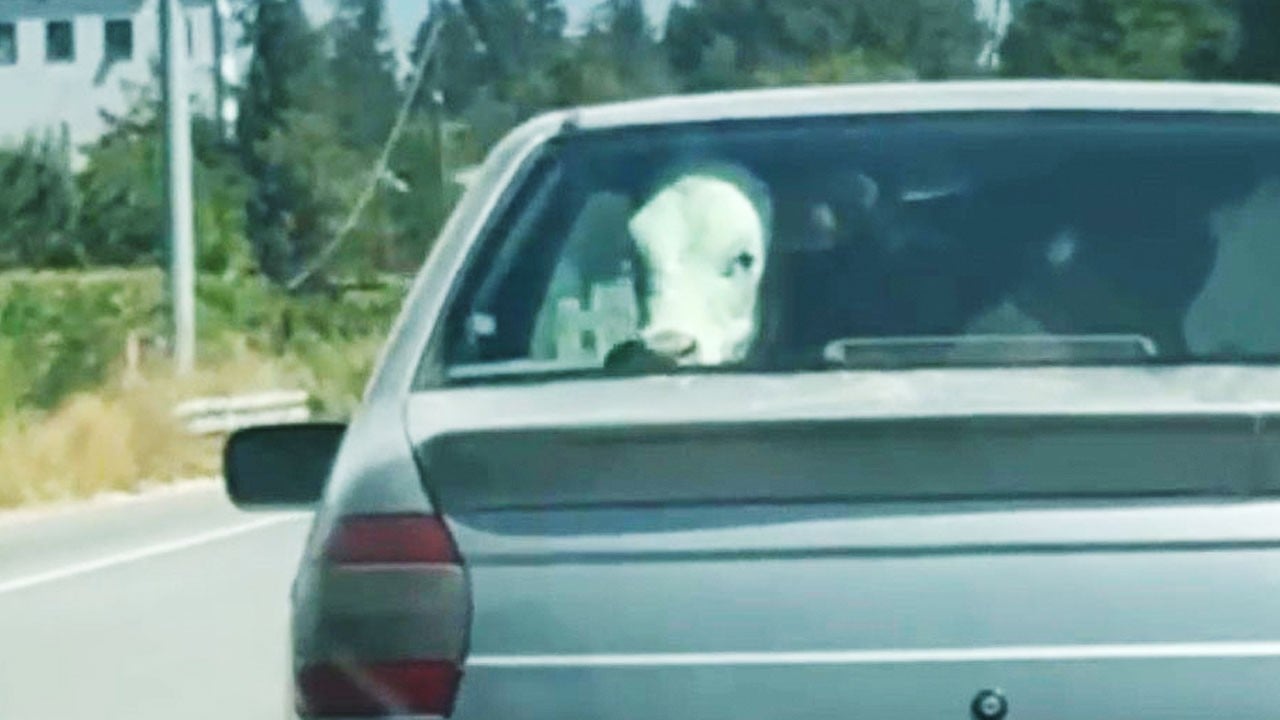 Bolu’da sıra dışı yolcu gülümsetti: Buzağının otomobille şehir turu