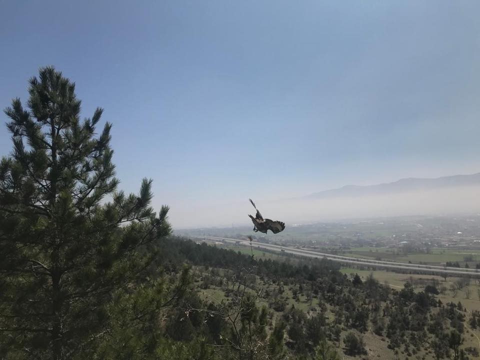 Bolu’da, tedavisi tamamlanan kızıl şahin doğaya salındı 
