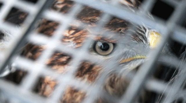 Bolu'da tellere takılan şahini orman işçileri kurtardı