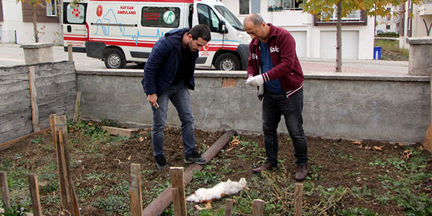 Bolu'da vahşet! 