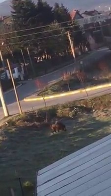 Bolu’da, yaban hayvanları yerleşim alanlarına indi 