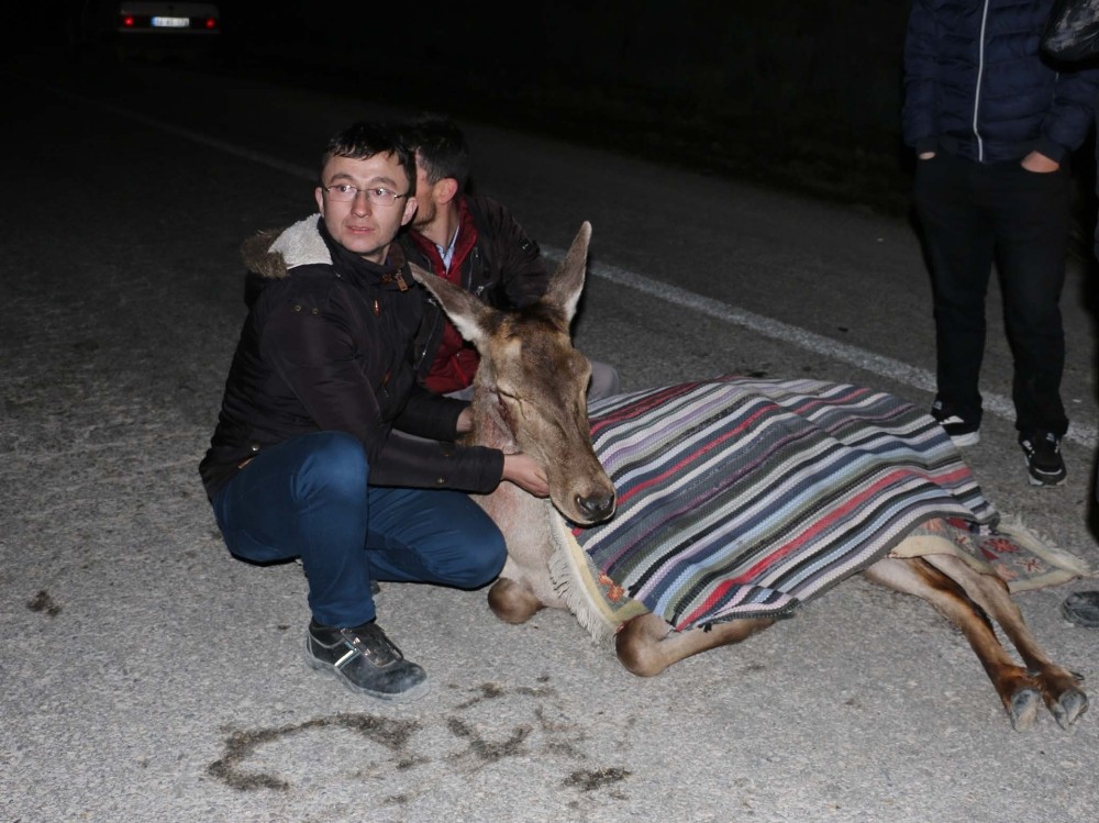 Bolu’da yaralı halde bulunan geyik tedavi altına alındı 