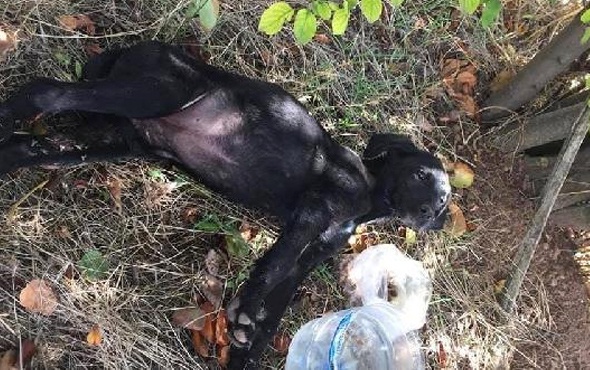Bolu'da yavru köpekleri tüfekle vurma sebebi bakın neymiş!
