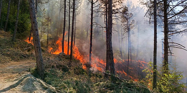 Bolu'daki orman yangını 6 saatin ardından kontrol altına alındı