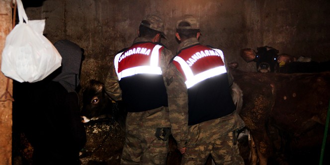 Bomba sandılar, inek çıktı