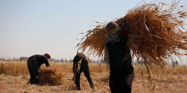Bombardıman altında hasat!