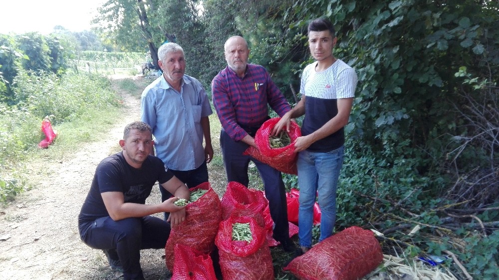 Boncuk fasulye üreticisi şaşkın 