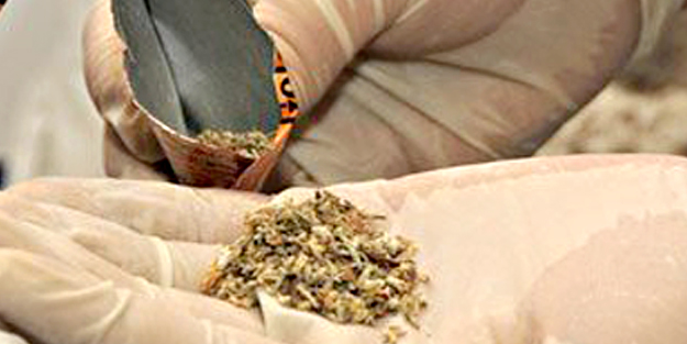 Bonzai, esrar’dan 100 kat daha zehirli