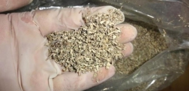 Bonzai zehrinin zararları nelerdir? (Bonzai Nedir?)