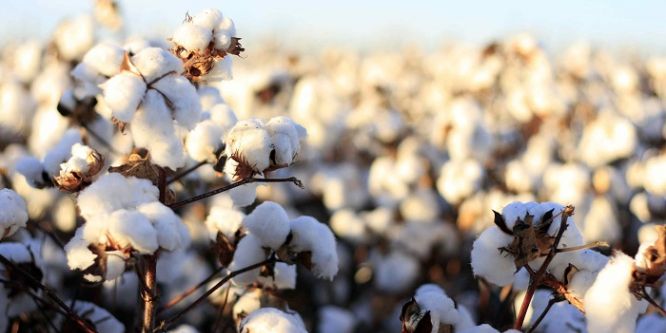 Üretici yeniden pamuğa yöneldi
