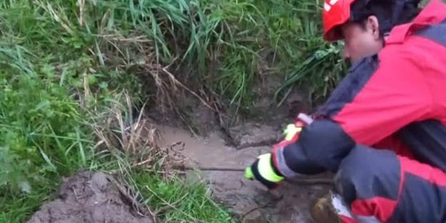 Boruya sıkışan 3 köpek yavrusunu itfaiye kurtardı