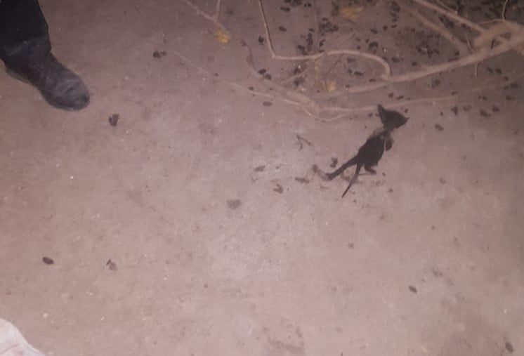 Boruya sıkışan kediyi itfaiye kurtardı 