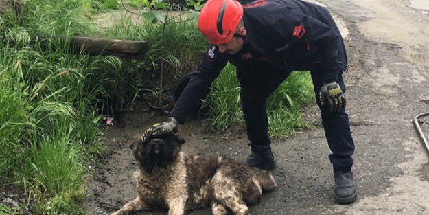 Boruya sıkışan köpeğin imdadına itfaiye yetişti!