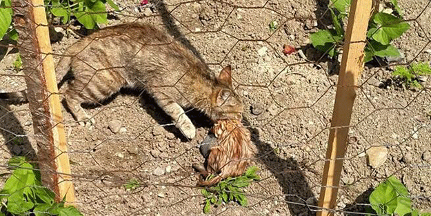 Boruya sıkışan yavru kediyi itfaiye ekipleri kurtardı