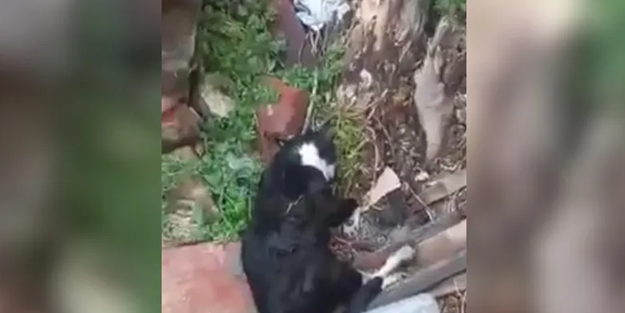Boş arazide 15 kedi cesedi bulundu! CHP'li Edirne Belediyesi sessiz