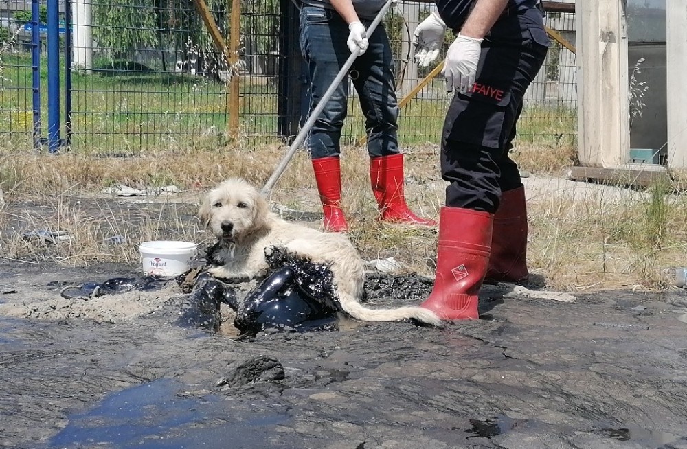 Boş araziye döktükleri ziftle hem çevre hem de köpek katili oldular 