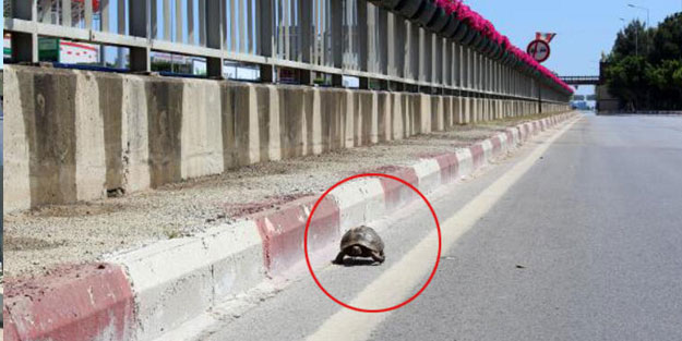 Boş kalan caddede kaplumbağa gezdi