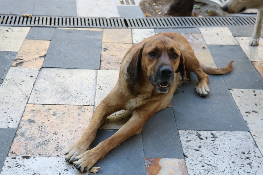 Boş sokaklar köpeklere kaldı 