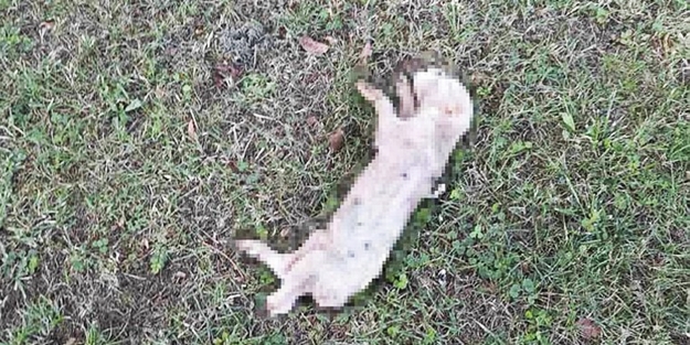 Camiye çirkin saldırı! Domuz leşi bıraktılar