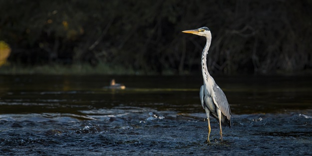 Bosna Hersek'teki Una Milli Parkı'na turist akını