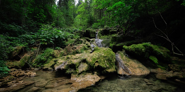 Bosna Hersek'ten üzücü haber! Kuruma tehlikesiyle karşı karşıya