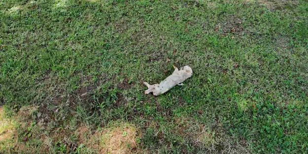 Bosna'da camiye alçak saldırı