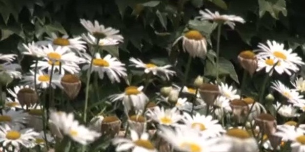 Botanik bahçesi değil, cami - VIDEO