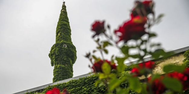Botanik bahçesi gibi cami
