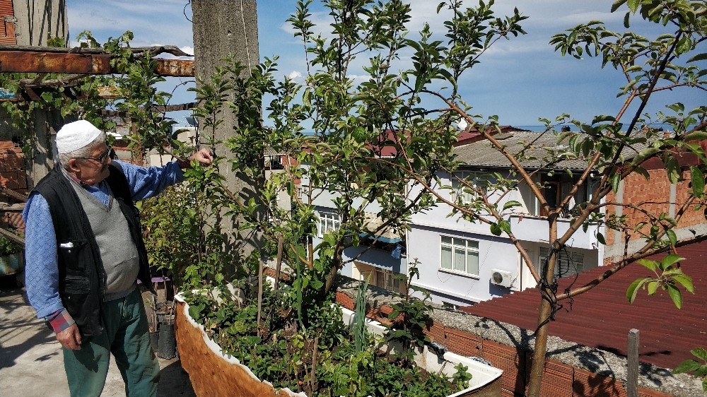 Botanik bahçesi gibi teras: 183 kök meyve var 