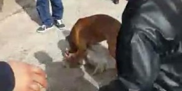 Boxer cinsi köpek, süs köpeğini perişan etti