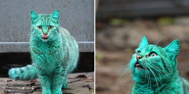 Yeşil kedi paniği! / VİDEO