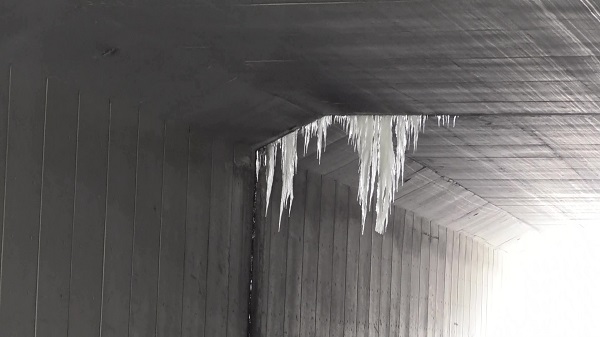 Büyük tehlike! Boyları 1 metreyi buldu