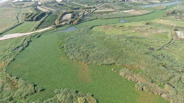 Boyları 1 metreyi buldu! Asi Nehri'ni esir aldılar
