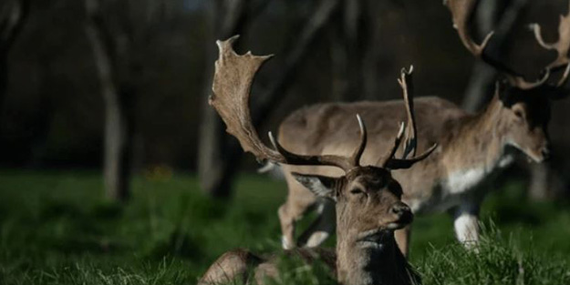 Böyle anket görülmedi! İrlanda'nın yüzde 86'sı bakın ne istiyor