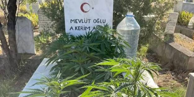 Böyle bir rezalet görülmedi! Dedesinin mezarına dikti