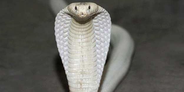 Böyle bir yılan daha önce görülmedi! Görünce apar topar yetkilileri çağırdılar