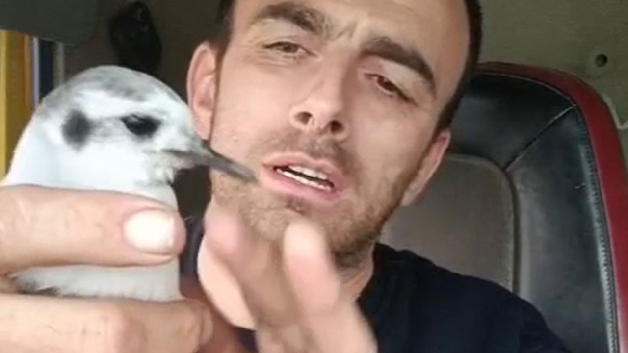 Böyle dostluk daha önce görülmedi! Martıya Lazca öğretiyor