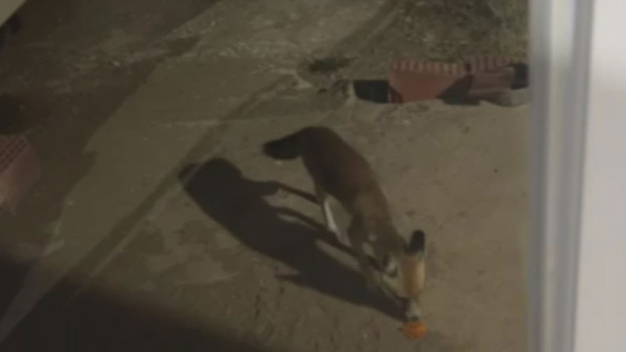 Böyle dostluk görülmedi! Tilki cips yemeye alıştı