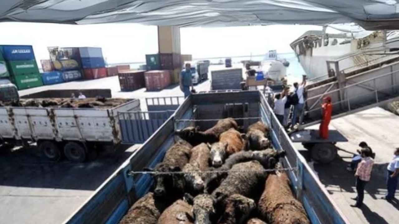 Böyle duyurdular: Anguslar Türkiye'ye doğru yola çıktı