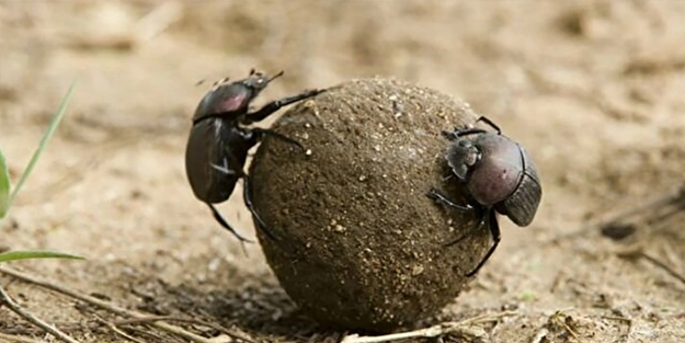 Böyle hırsızlık görülmedi! O ülkede insanlar birbirinin dışkısını çalmaya başladı!