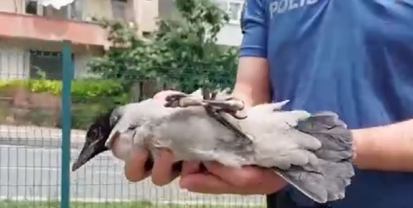 Böyle kaza görülmedi! Yuvadan düşen karga zincirleme kazaya sebep oldu