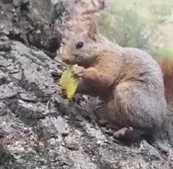 Böyle keyif görülmedi! Minik sincap herkesi gülümsetti